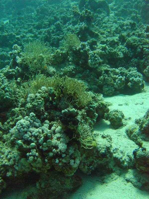 red sea_049.jpg